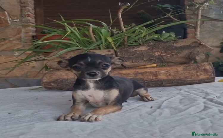 Chihuahua perros - Propaganda 11