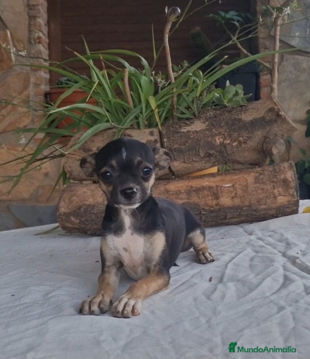 Chihuahua perros en venta: Chihuahua tricolor - Imagen 1