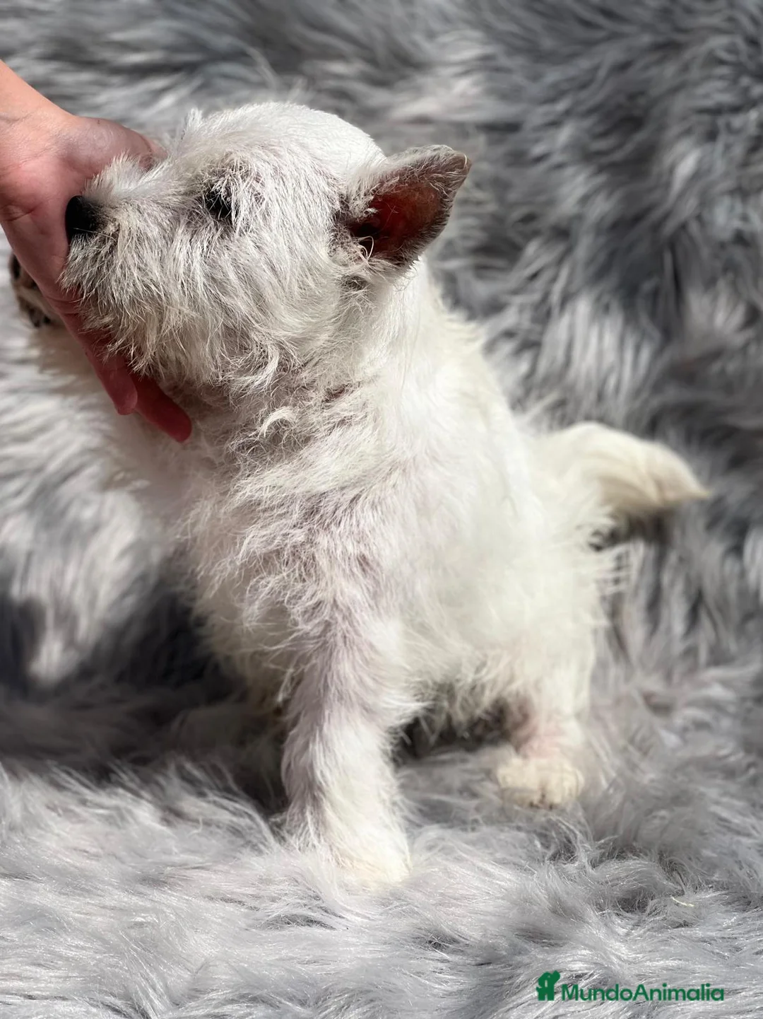 West Highland White Terrier perros en venta: Westy en Barcelona - Anuncio 4