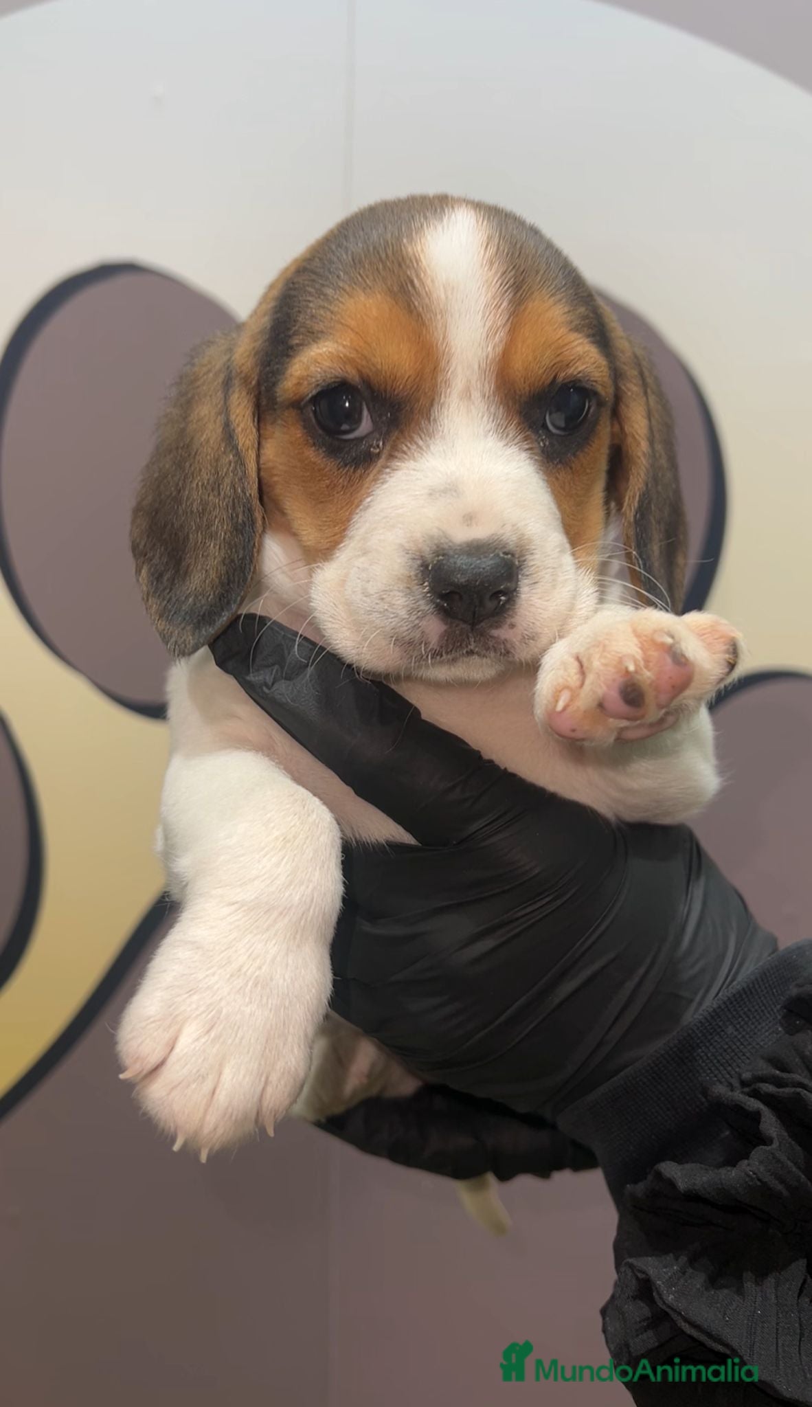 Beagle perros BEBE BEAGLE 🧡 - Anuncio 1