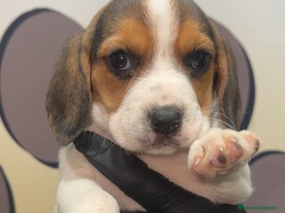 Beagle perros BEBE BEAGLE 🧡 - Anuncio 2