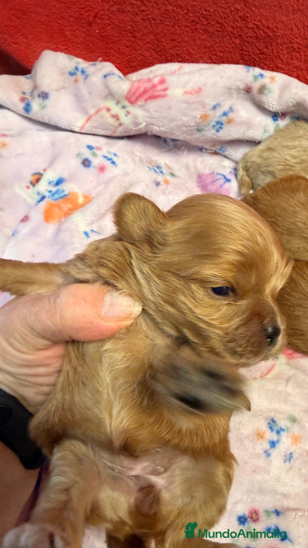 Shihpoo perros en venta: ShihPoo Cachorrotos dorados y rojos - Anuncio 6