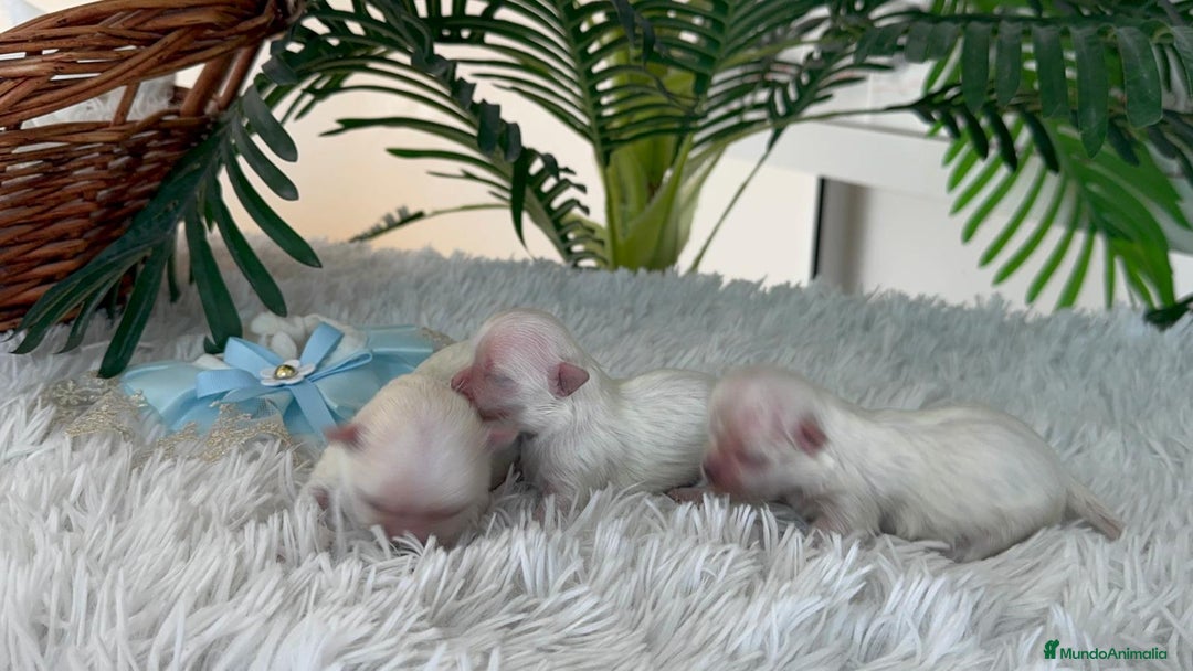 Bichón Maltés perros en venta: BICHON MALTES 100% COREANO - Anuncio 10