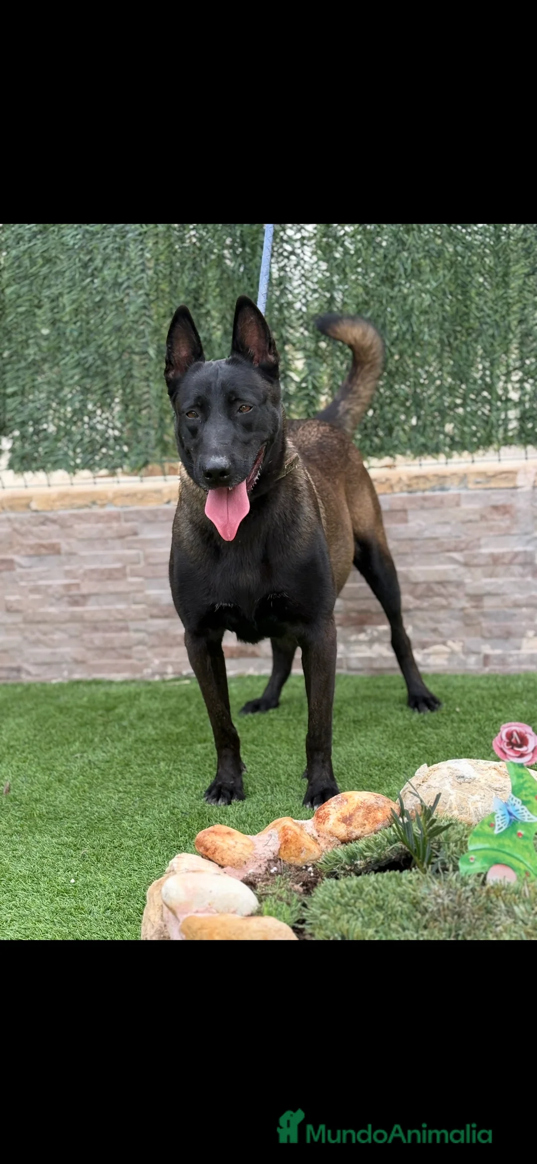 Pastor Belga Malinois perros en venta: Cachorros de Malinois carbonados  - Anuncio 5