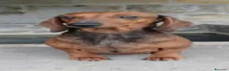 Teckel perros en venta: Cachorros de Teckel - Anuncio 5