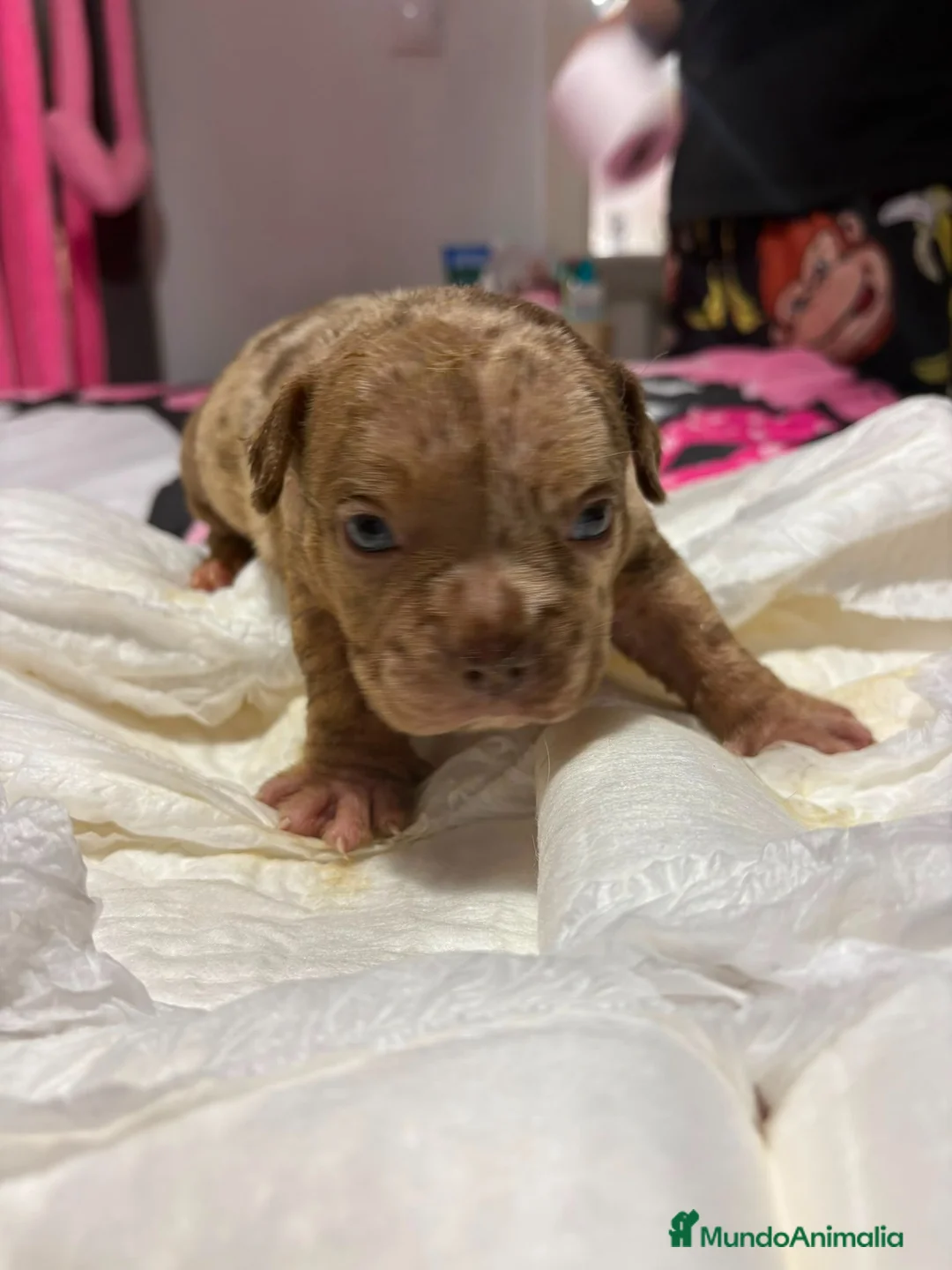 American Bully perros en venta: Hembra American Bully pocket  - Anuncio 1