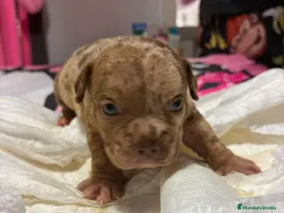 American Bully perros Hembra American Bully pocket - Anuncio 1