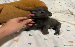Chihuahua perros en venta: Chihuahua toy blue - Imagen 9