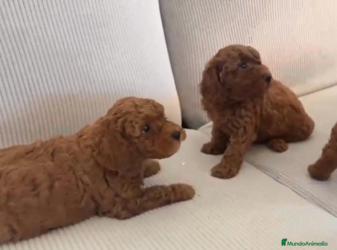 Caniche Toy perros en venta: Caniche rojos machos listos para entregar!!! - Anuncio 2