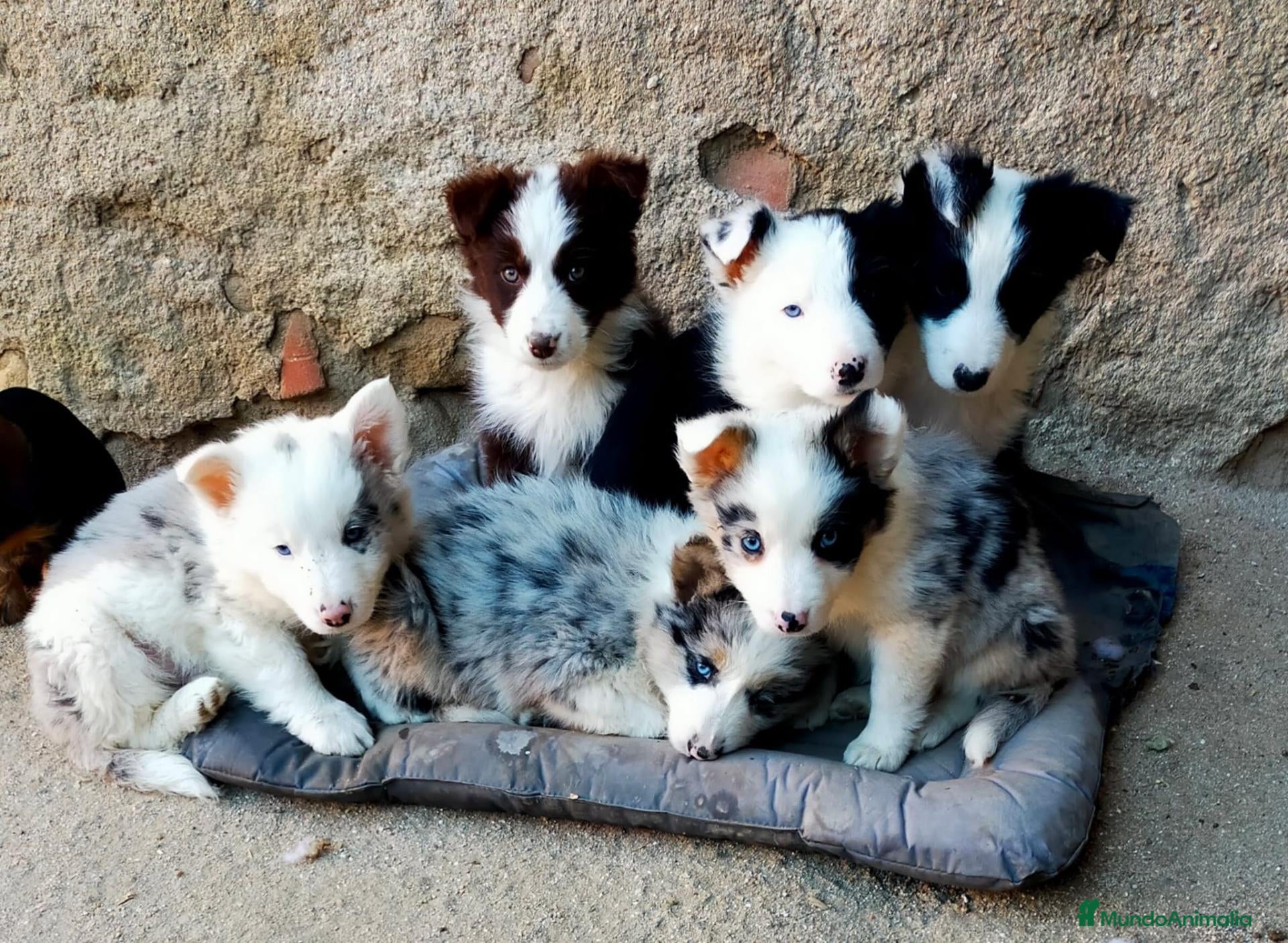 Border Collie perros en venta: Camada boder 8 - Anuncio 2