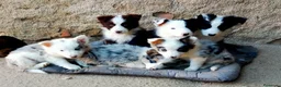 Border Collie perros en venta: Camada boder 8 - Anuncio 1