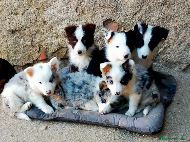 Border Collie perros en venta: Camada boder 8 - Anuncio 1