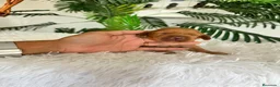 Cocker Spaniel Inglés perros en venta: COCKER SPANIEL INGLES - Anuncio 8