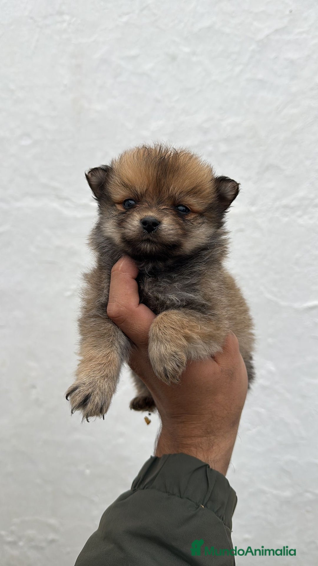 Pomerania perros en venta: CACHORROS DE POMERANIA TOY - Anuncio 2