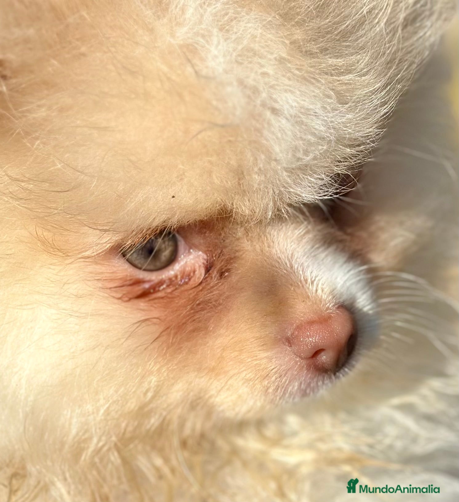 Pomerania perros POMERANIA HEMBRA CREMA OJOS VERDES en Barcelona - Anuncio 23