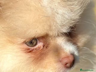 Pomerania perros POMERANIA HEMBRA CREMA OJOS VERDES en Barcelona - Anuncio 25