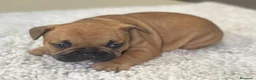 Bulldog Francés perros en venta: Cachorros de bulldog francés  - Anuncio 12