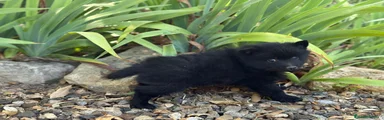 Schipperke Cachorro 2