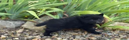 Schipperke perros en venta: Schipperke: unica camada en España 🇪🇸 - Anuncio 5