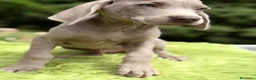 Weimaraner perros en venta: BRACO DE WEIMAR DISPONIBLES - Anuncio 6
