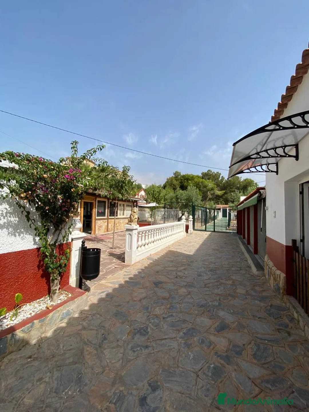 Pinscher Alemán perros en venta: Benidorm Todos los servicios para tu mascota  en Alicante - Anuncio 11