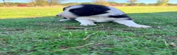 Border Collie perros en venta: Border collie - Anuncio 22