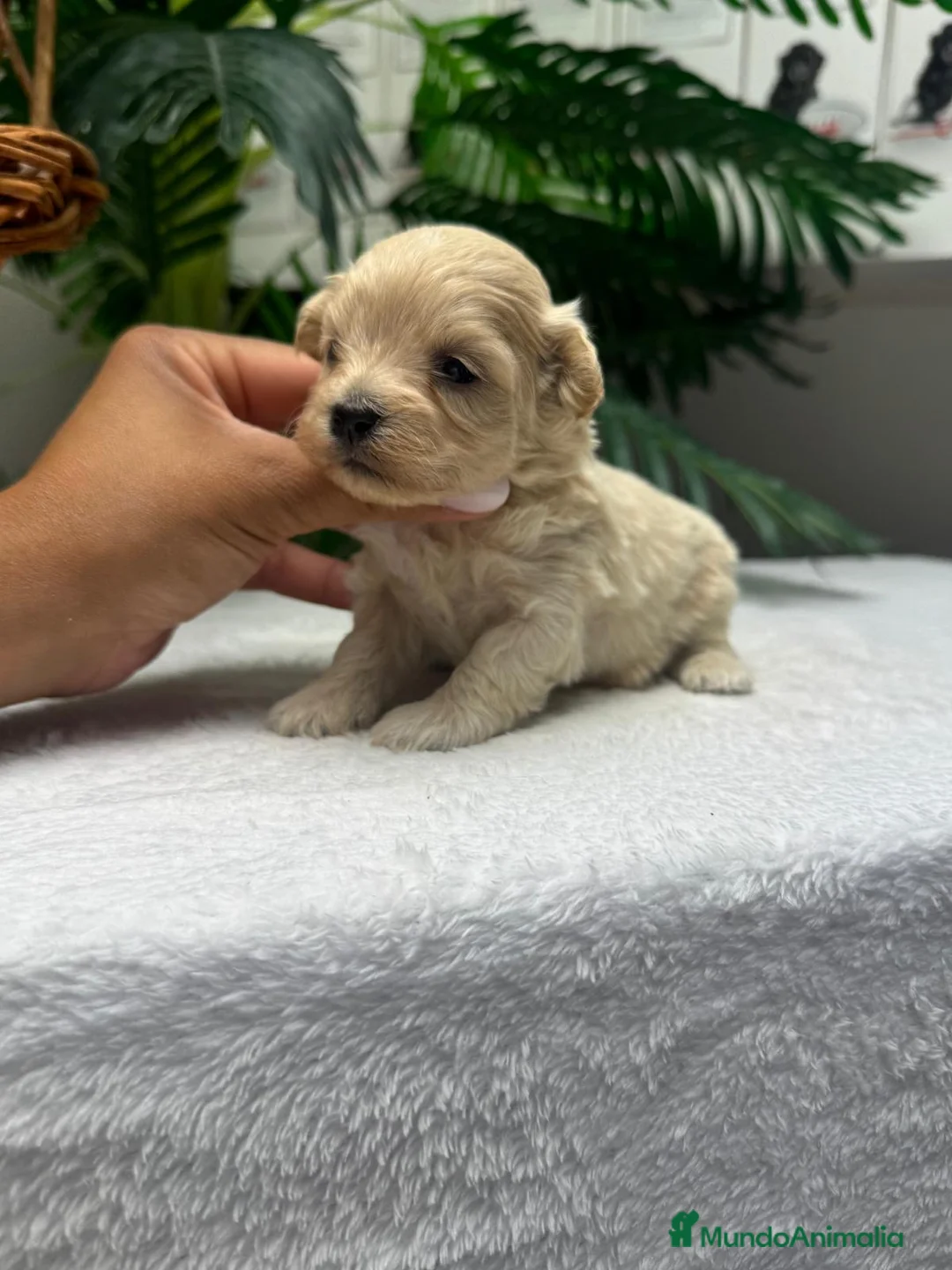 Maltipoo perros en venta: MALTIPOO - Anuncio 1