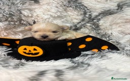 Maltipoo perros en venta: Maltipoo Machos  - Imagen 3