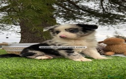 Teckel Miniatura perros en venta: CACHORROS BORDER COLLIE MERLE  - Imagen 2