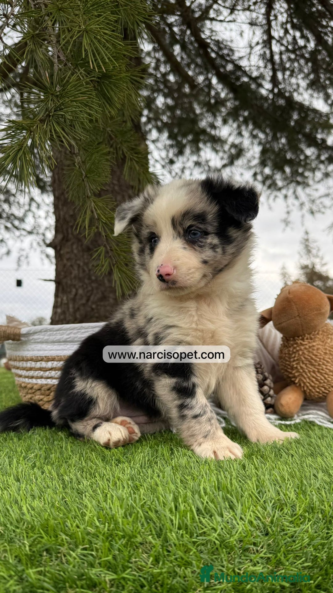 Teckel Miniatura perros en venta: CACHORROS BORDER COLLIE MERLE  - Imagen 2