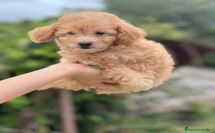 Caniche Toy perros - Anuncio 5