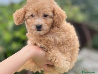 Caniche Toy perros - Anuncio 1