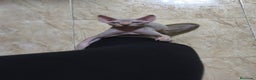 Sphynx gatos en venta: Sphynx exclusivos  - Anuncio 1