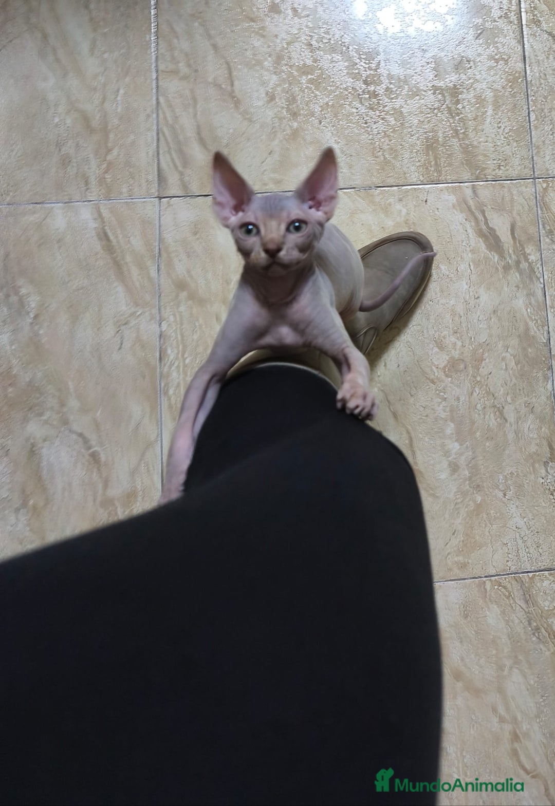 Sphynx gatos en venta: Sphynx exclusivos  - Anuncio 1