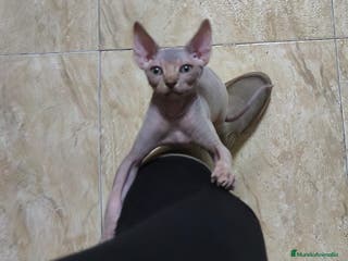 Sphynx gatos Sphynx exclusivos - Anuncio 2