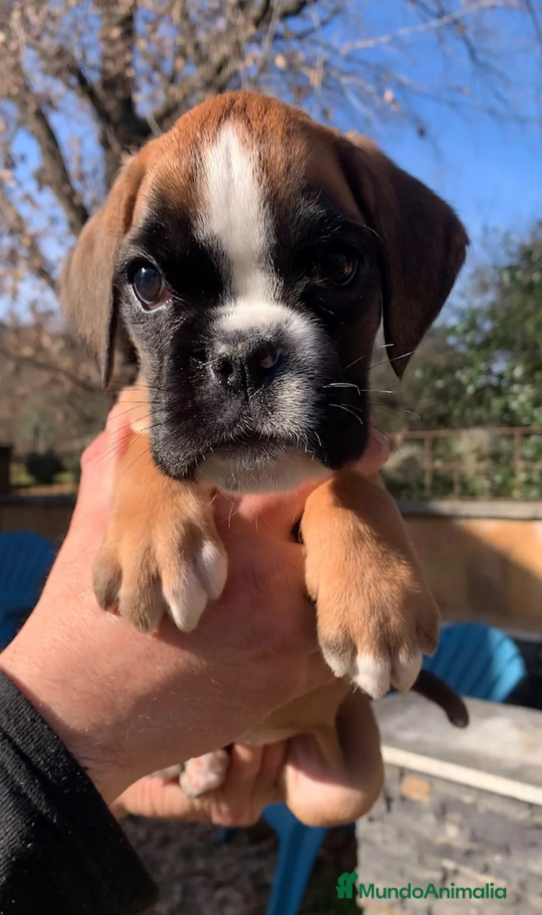 Boxer perros en venta: Magníficas cachorras BOXER excelente genealogía - Anuncio 2