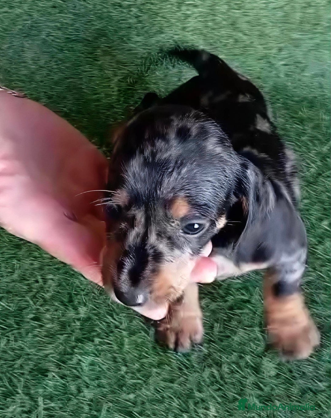 Teckel perros en venta: 🌟Tekel Arlequín y Negros fuego🌟 - Imagen 10