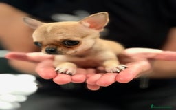 Chihuahua perros en venta: Chihuahua microtoy  - Imagen 2