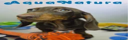 Teckel Miniatura perros en venta: Teckel Macho DCD 4842 AQUANATURA - Anuncio 1
