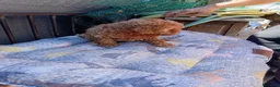 Caniche Toy perros en venta: Caniche  toy - Anuncio 4