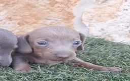 Teckel Miniatura perros en venta: Teckel Hembras Isabella - Imagen 1