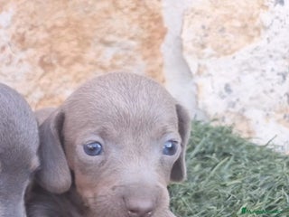 Teckel Miniatura perros - Anuncio 22