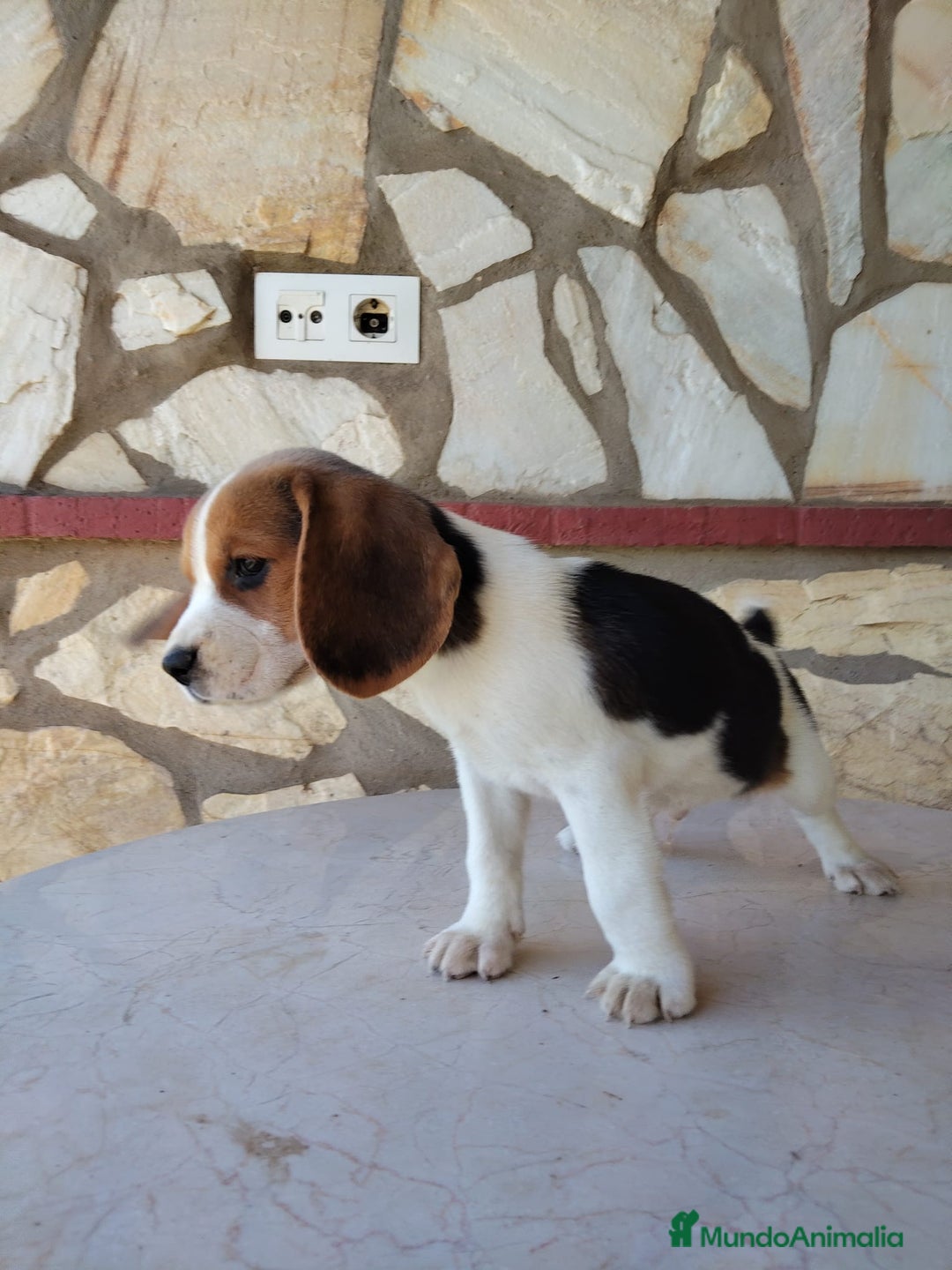 Beagle perros en venta: Preciosa camada de Beagle  - Imagen 5