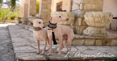 Pequeño Lebrel Italiano perros - Anuncio 6