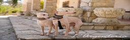 Pequeño Lebrel Italiano perros en venta: camada de piccolo lebrel italiano  - Anuncio 3