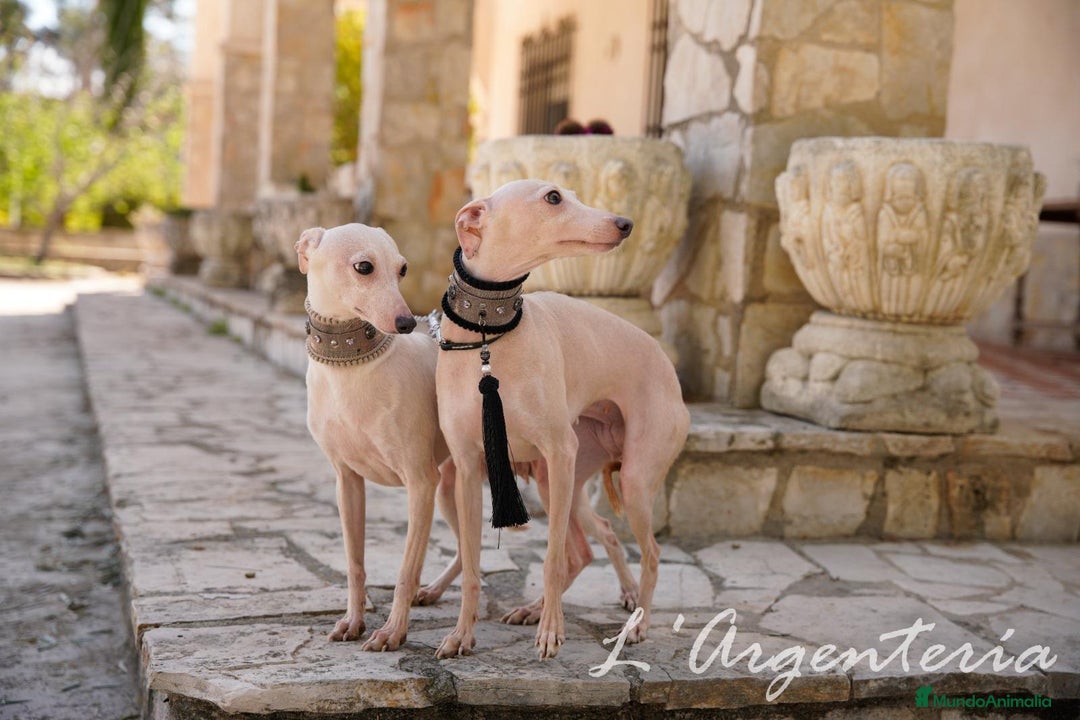 Pequeño Lebrel Italiano perros en venta: camada de piccolo lebrel italiano  - Imagen 3