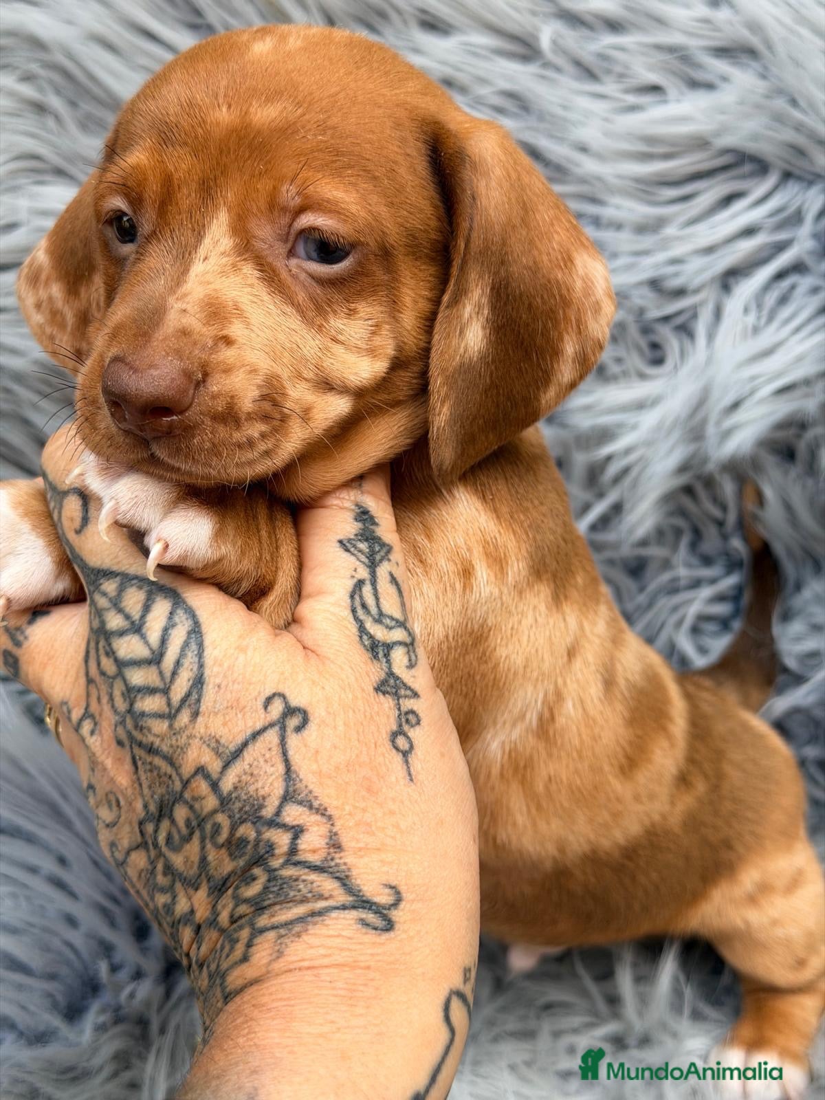 Teckel Miniatura perros Teckel diferentes colores🐾 - Anuncio 1