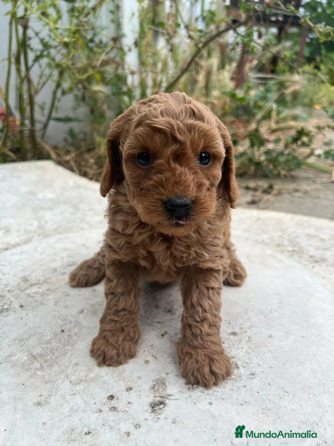 Caniche Enano perros en venta: HEMBRA CANICHE ROJA DE PADRES ENANOS en Madrid - Anuncio 3