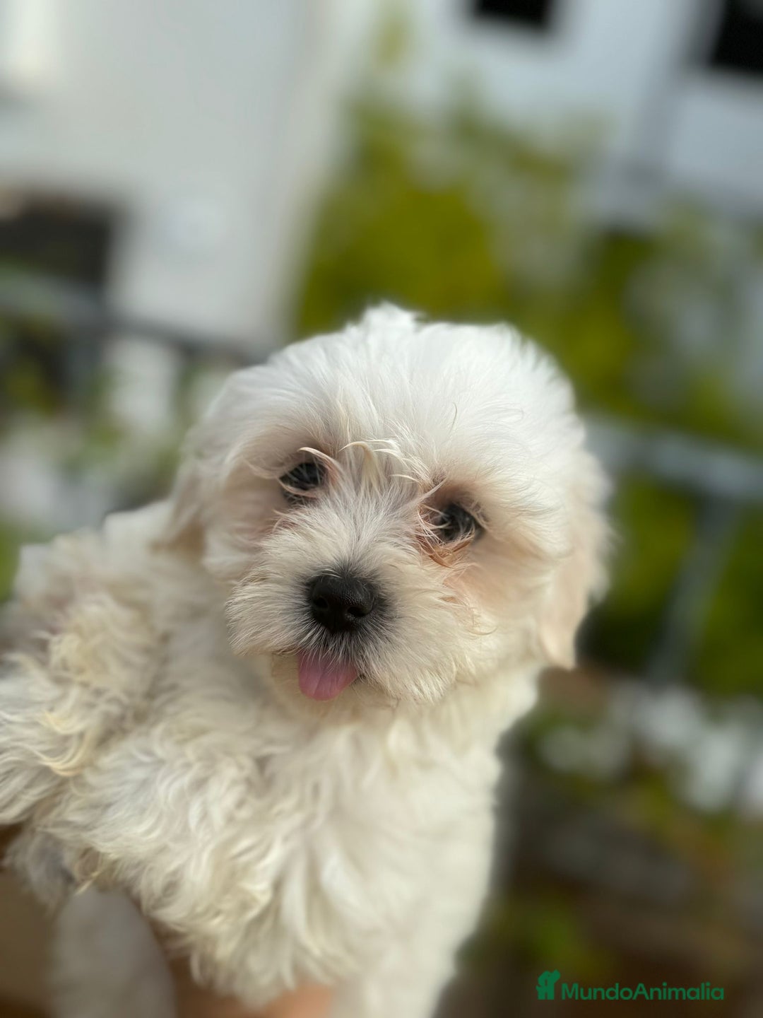 Bichón Maltés perros en venta: Bichón maltés 3 machitos  - Imagen 2