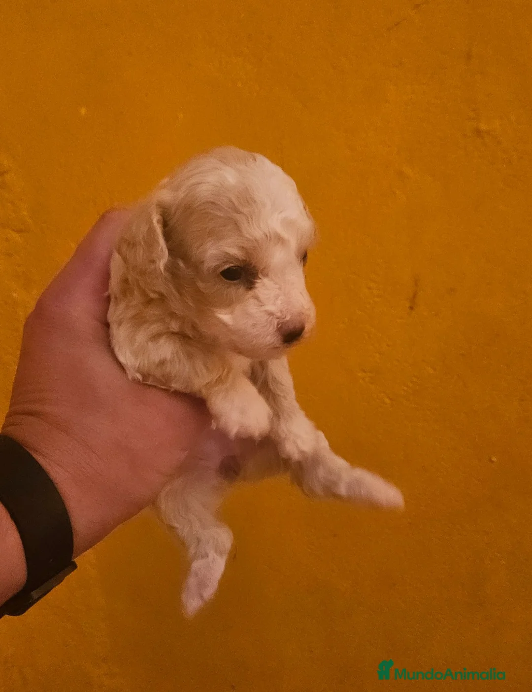 Maltipoo perros en venta: Cachorros maltipoo  - Anuncio 6
